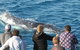 Half-Day Whale Watching In Urangan - thumb 5