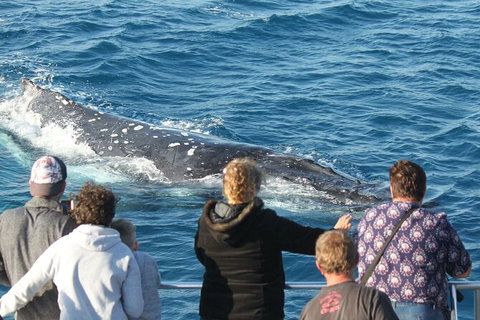 Half-Day Whale Watching In Urangan - Melbourne Tourism 5