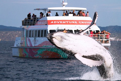 Half-Day Whale Watching In Urangan - Melbourne Tourism 0