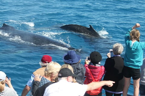 Half-Day Whale Watching In Urangan - Melbourne Tourism 4
