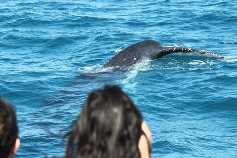 Half-Day Whale Watching In Urangan - Melbourne Tourism 7
