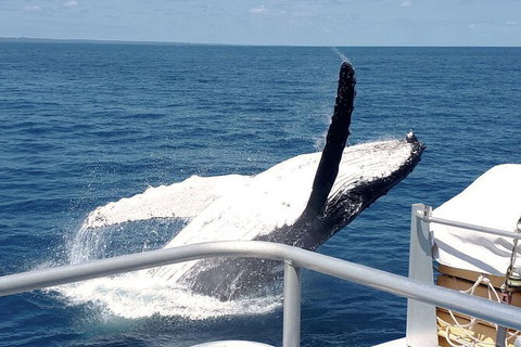Half-Day Whale Watching In Urangan - Melbourne Tourism 3