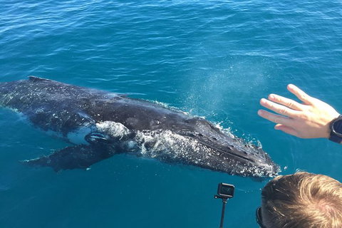 Half-Day Whale Watching In Urangan - Melbourne Tourism 6