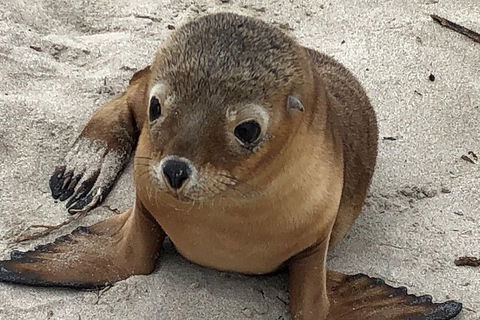 Kangaroo Island Scenic Trail Tour - Melbourne Tourism 6