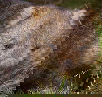Cradle Mountain Wildlife Spotting after Dark - Melbourne Tourism