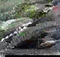 After Dark Tasmanian Devil Feeding Tour at Cradle Mountain - Melbourne Tourism