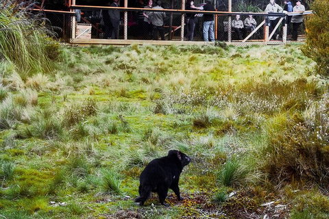 1-Hour Tasmanian Devil Feeding Day Tour At Cradle Mountain - Melbourne Tourism 4