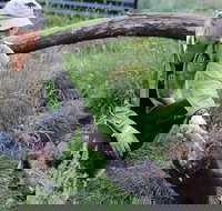 1-Hour Tasmanian Devil Feeding Day Tour at Cradle Mountain - Melbourne Tourism