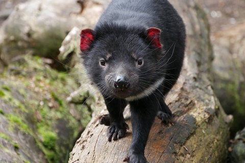 1-Hour Tasmanian Devil Feeding Day Tour At Cradle Mountain - Melbourne Tourism 1