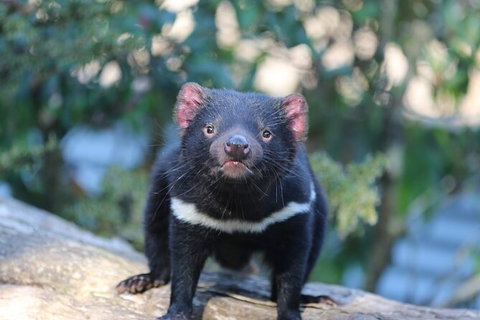 1-Hour Tasmanian Devil Feeding Day Tour At Cradle Mountain - Melbourne Tourism 5
