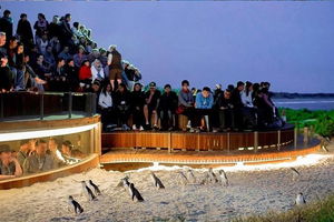 Phillip Island Tours (Up to 7 Persons)