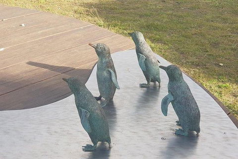 Phillip Island Penguin And Wildlife Tour - Melbourne Tourism 14