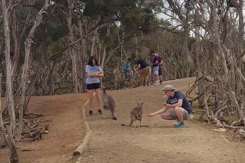 Phillip Island Penguin And Wildlife Tour - Melbourne Tourism 34
