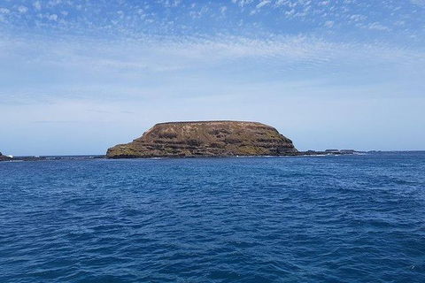 Phillip Island Penguin And Wildlife Tour - Melbourne Tourism 17