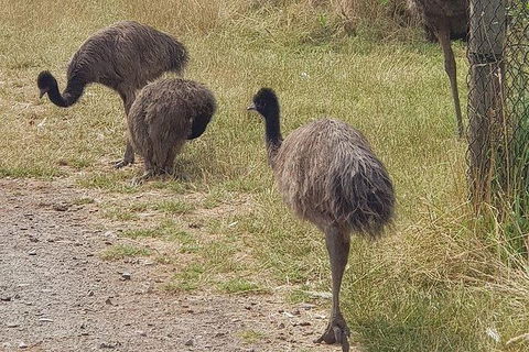 Phillip Island Penguin And Wildlife Tour - Melbourne Tourism 32