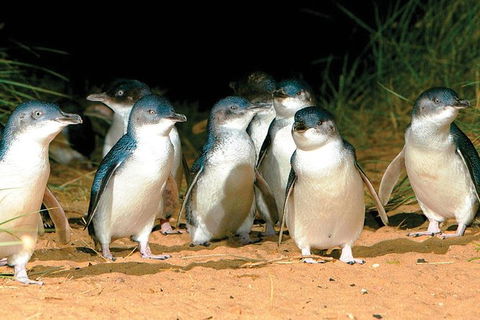 Phillip Island Penguin And Wildlife Tour - Melbourne Tourism 0