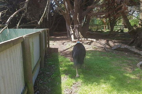 Phillip Island Penguin And Wildlife Tour - Melbourne Tourism 5