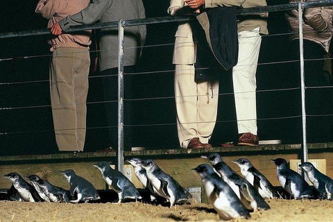 Phillip Island Penguin And Wildlife Tour - Melbourne Tourism 20