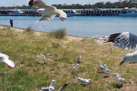 Phillip Island Penguin And Wildlife Tour - Melbourne Tourism 1