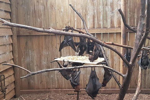 Phillip Island Penguin And Wildlife Tour - Melbourne Tourism 31