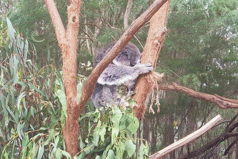 Phillip Island Penguin And Wildlife Tour - Melbourne Tourism 16