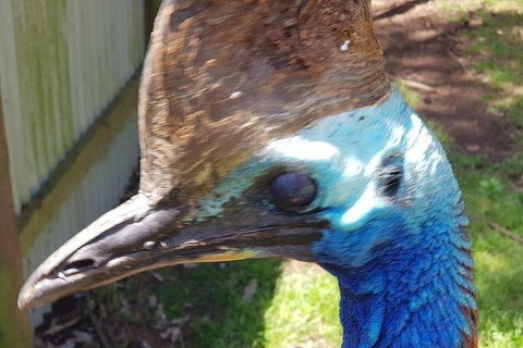 Phillip Island Penguin And Wildlife Tour - Melbourne Tourism 19