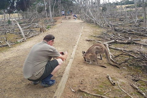 Phillip Island Penguin And Wildlife Tour - Melbourne Tourism 30