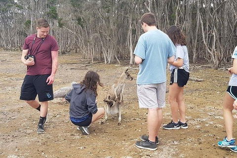 Phillip Island Penguin And Wildlife Tour - Melbourne Tourism 3