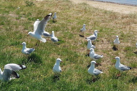 Phillip Island Penguin And Wildlife Tour - Melbourne Tourism 9