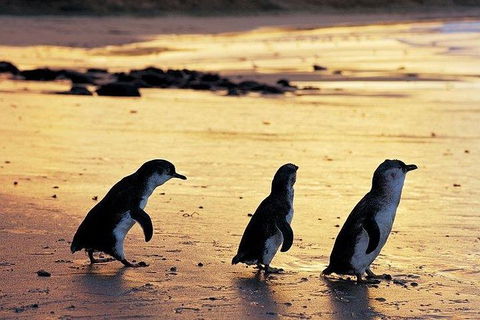 Phillip Island Penguin And Wildlife Tour - Melbourne Tourism 13