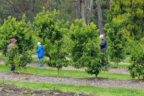 Day Tour Of Yarra Valley Puffing Billy And Rayners Orchard - Melbourne Tourism 1