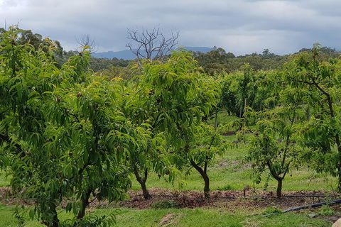 Day Tour Of Yarra Valley Puffing Billy And Rayners Orchard - Melbourne Tourism 41