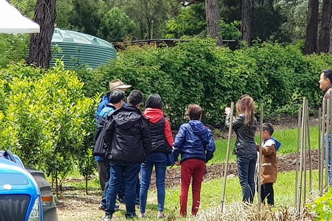 Day Tour Of Yarra Valley Puffing Billy And Rayners Orchard - Melbourne Tourism 16