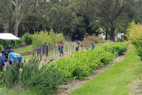 Day Tour Of Yarra Valley Puffing Billy And Rayners Orchard - Melbourne Tourism 29