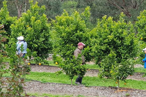 Day Tour Of Yarra Valley Puffing Billy And Rayners Orchard - Melbourne Tourism 34