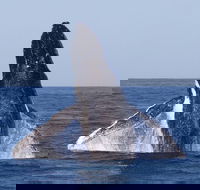 Full-Day Whale Watching Snorkeling and Swimming at Coral Bay - Melbourne Tourism