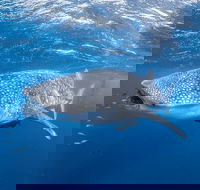 Whale Shark Adventure Tour - Melbourne Tourism