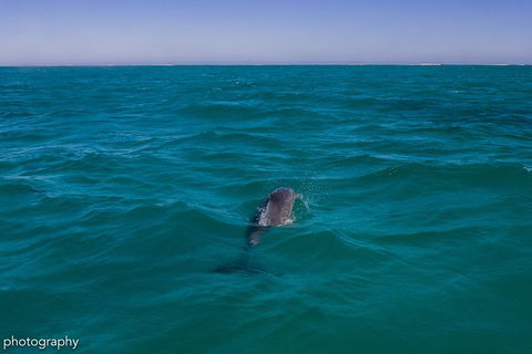 Ningaloo Immersion Private Charter - Melbourne Tourism 1
