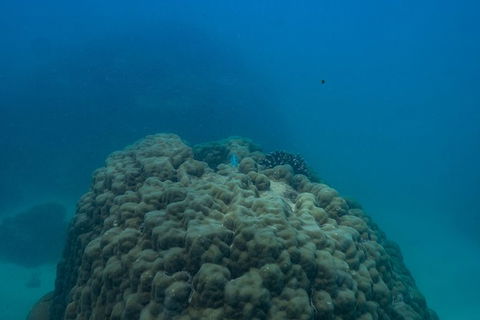 Ningaloo Immersion Private Charter - Melbourne Tourism 4