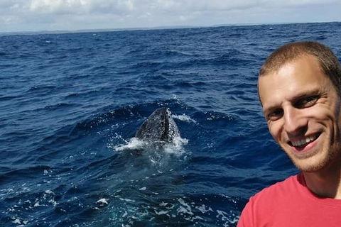 Whale Watching Boat Tour In Geraldton - Melbourne Tourism 2