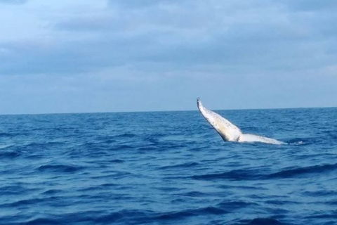 Whale Watching Boat Tour In Geraldton - Melbourne Tourism 0