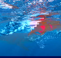 Full-Day Whale Sharks Swimming Experience on Ningaloo Reef - Melbourne Tourism