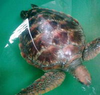 Australian Seabird Rescue - Melbourne Tourism