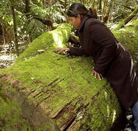 Washpool National Park - Washpool Walk - Melbourne Tourism
