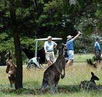 Glen Innes Golf Club - Melbourne Tourism