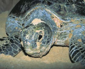 Turtle Nesting Season - Melbourne Tourism 0