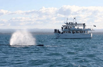 Dolphin Watch Cruises - Melbourne Tourism