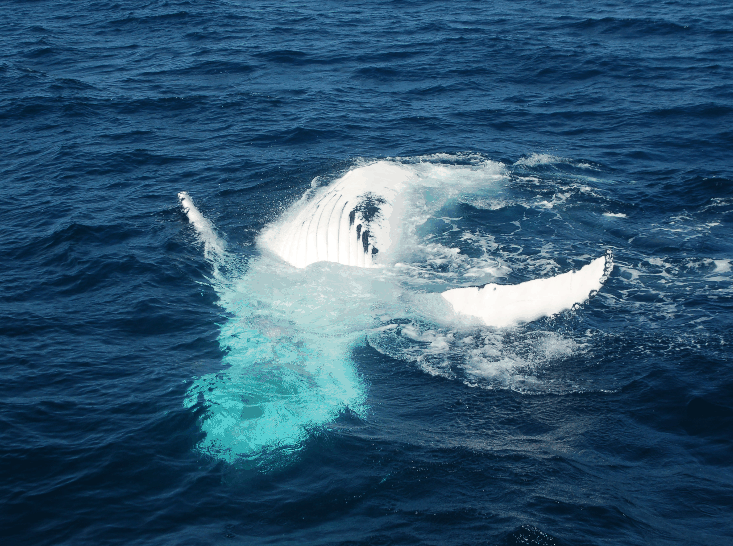 Dolphin Wild Cruises - Melbourne Tourism