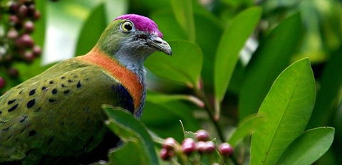 Birdworld Kuranda - Melbourne Tourism 1