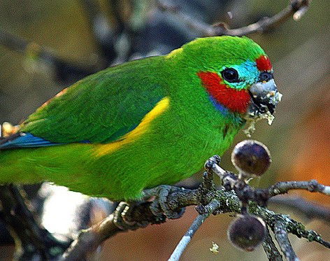 Birdworld Kuranda - Melbourne Tourism 3